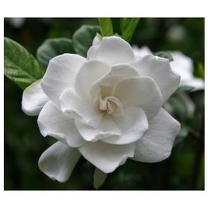 Meet your Posher, Raquel